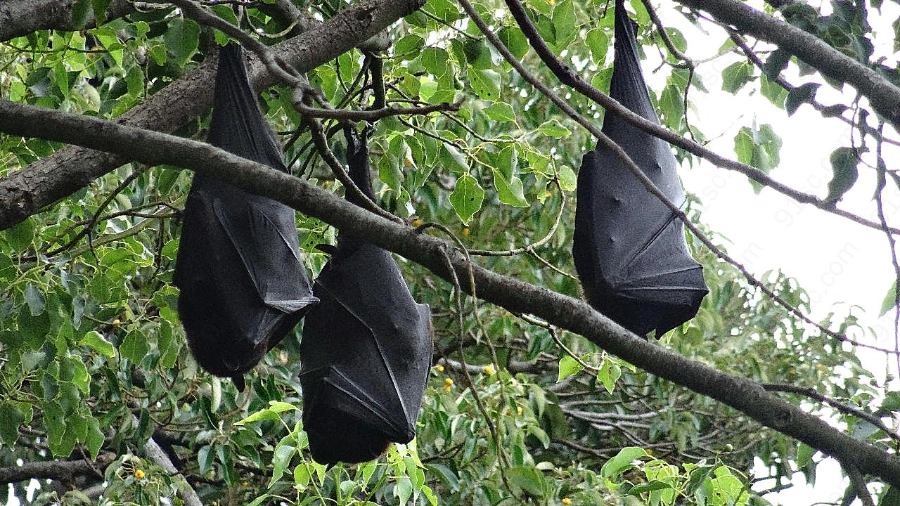 蝙蝠倒挂着睡觉图片动物图片