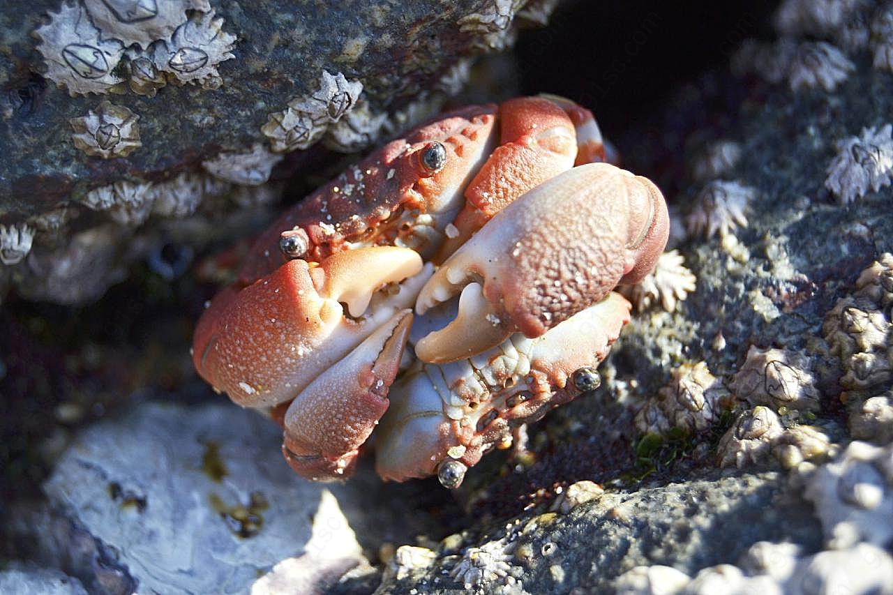 海洋螃蟹图片海洋生物
