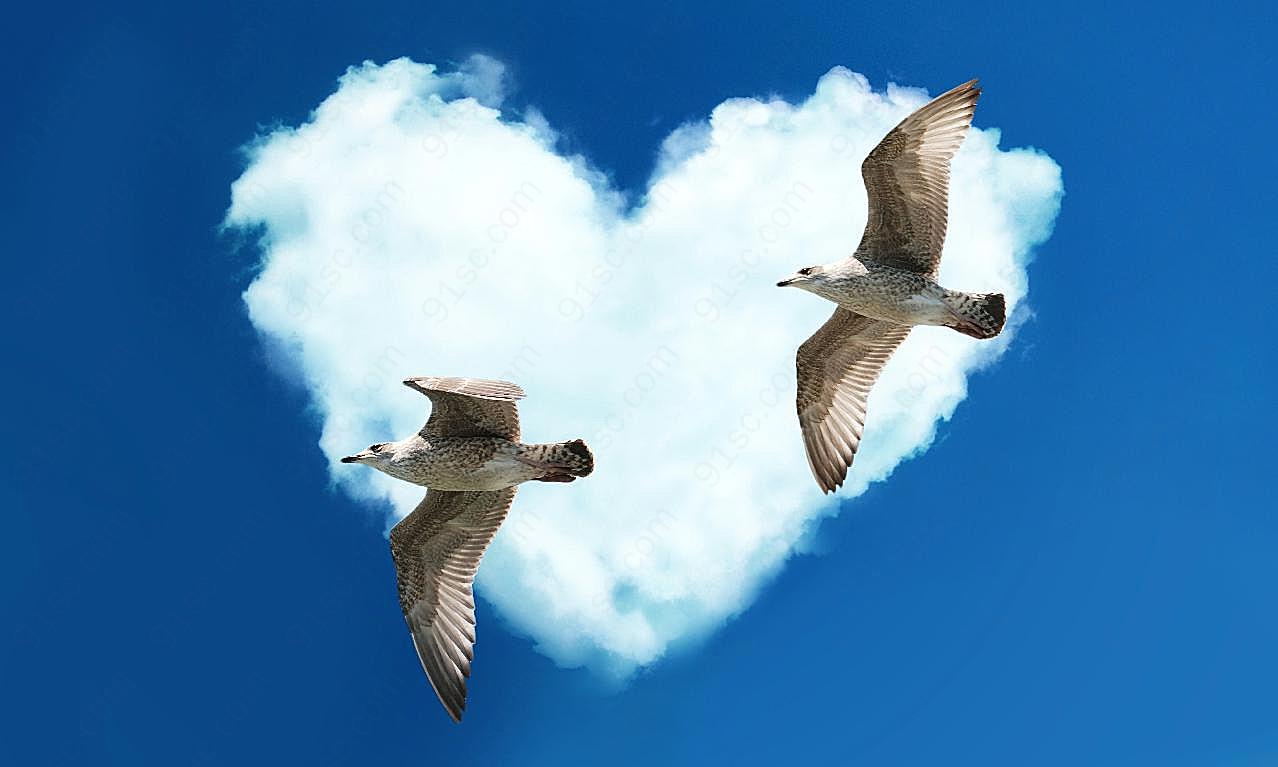 情侣鸽图片飞禽世界