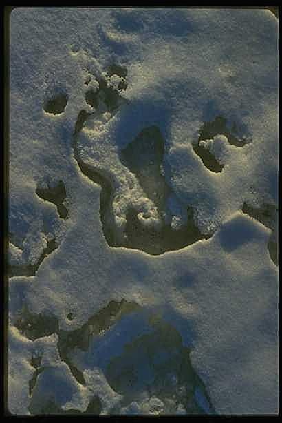 冰雪图片自然摄影