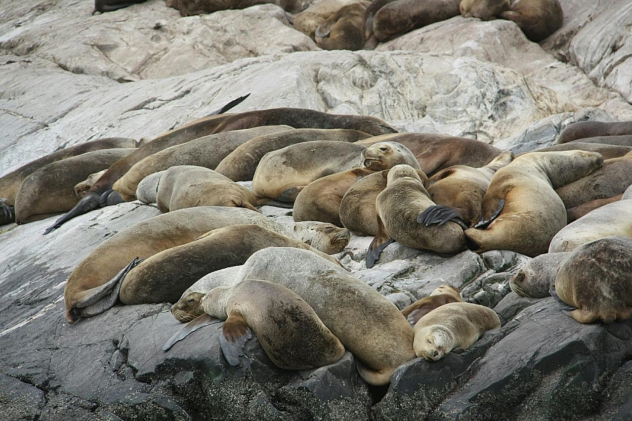 海狮慵懒图片高清摄影