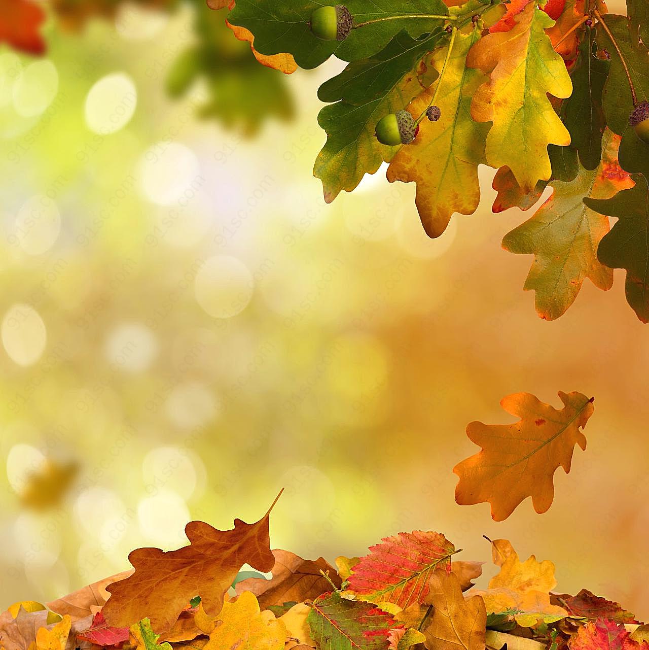 秋天飘零图片景观高清