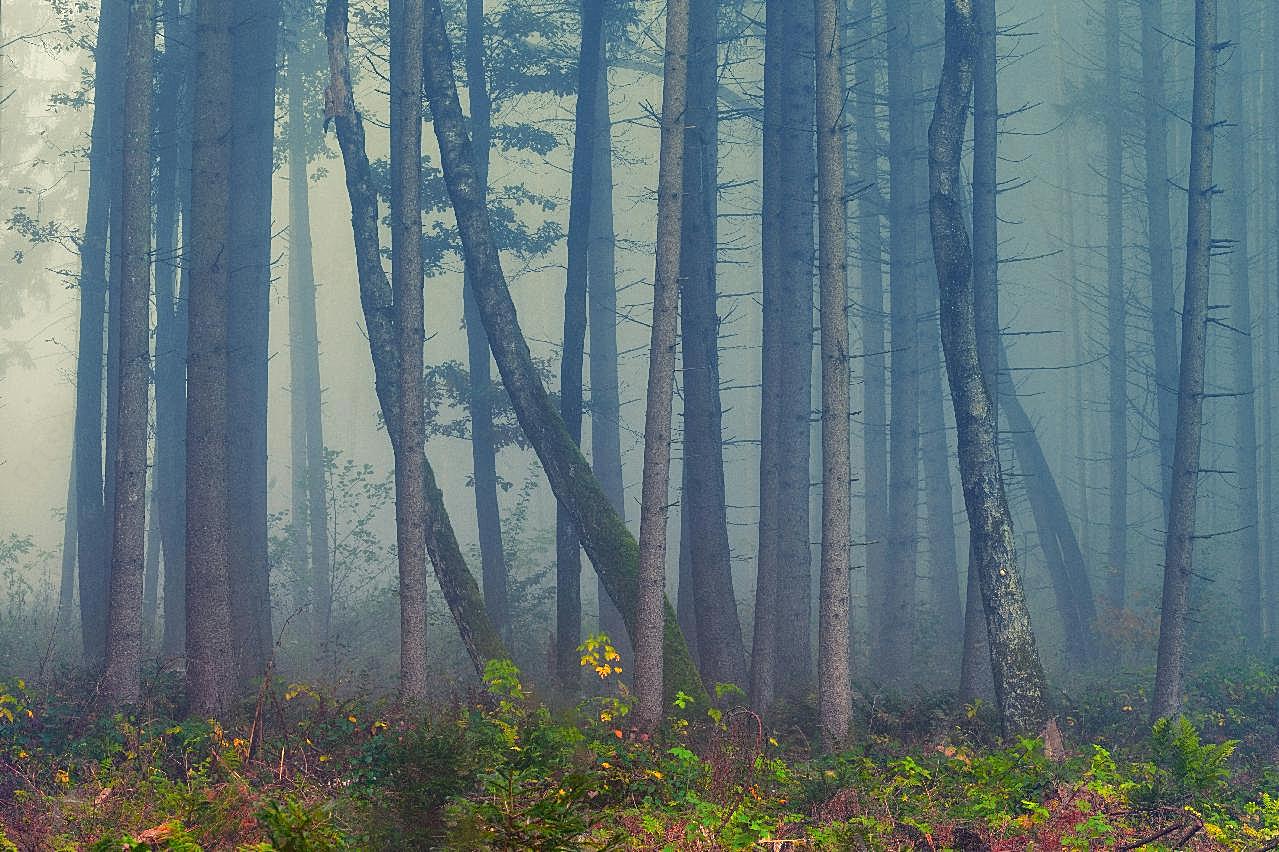 迷雾森林图片自然风景
