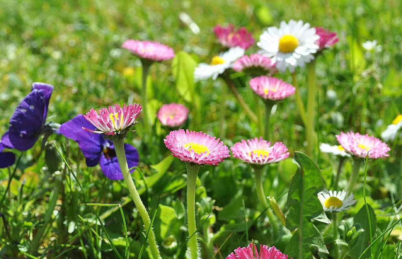 雏菊图片菊花