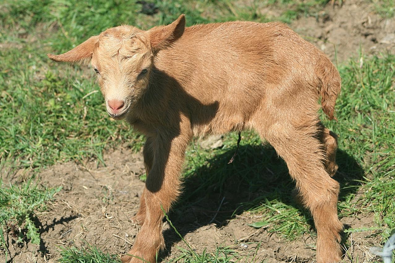 小羊崽图片动物图片
