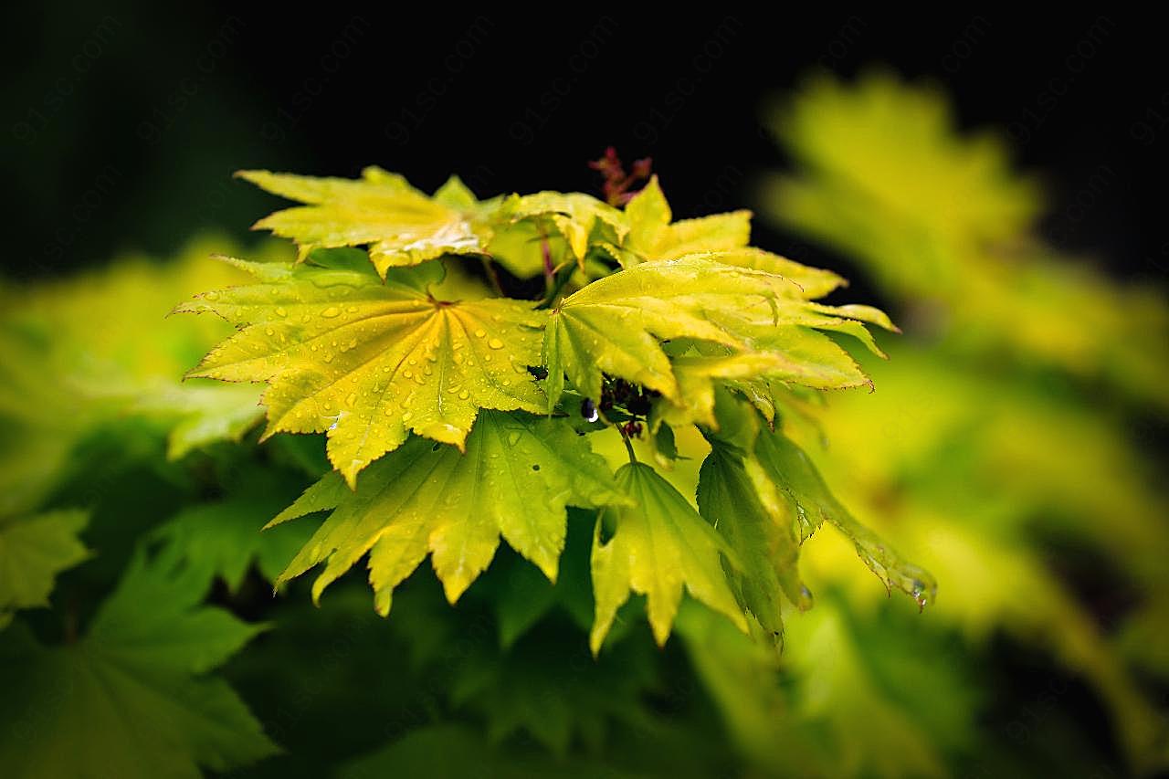 雨后嫩图片高清