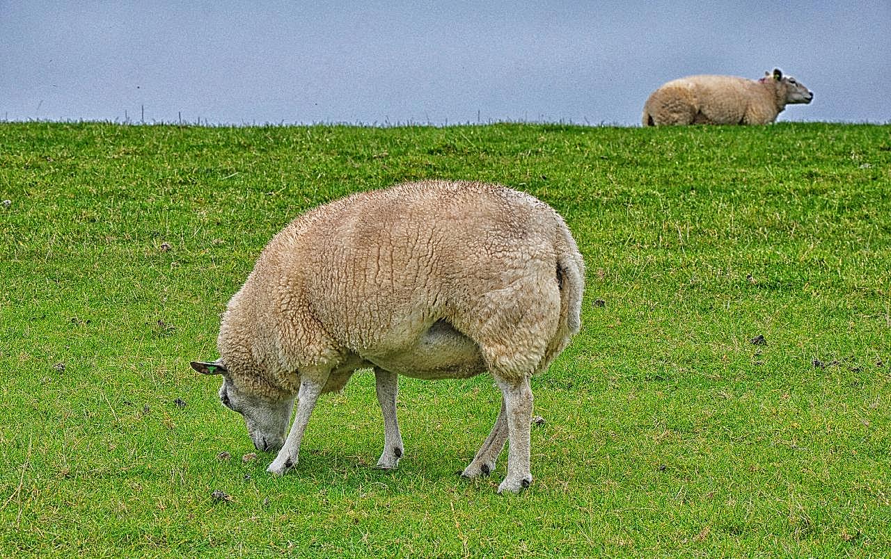 高原草地绵羊图片高清