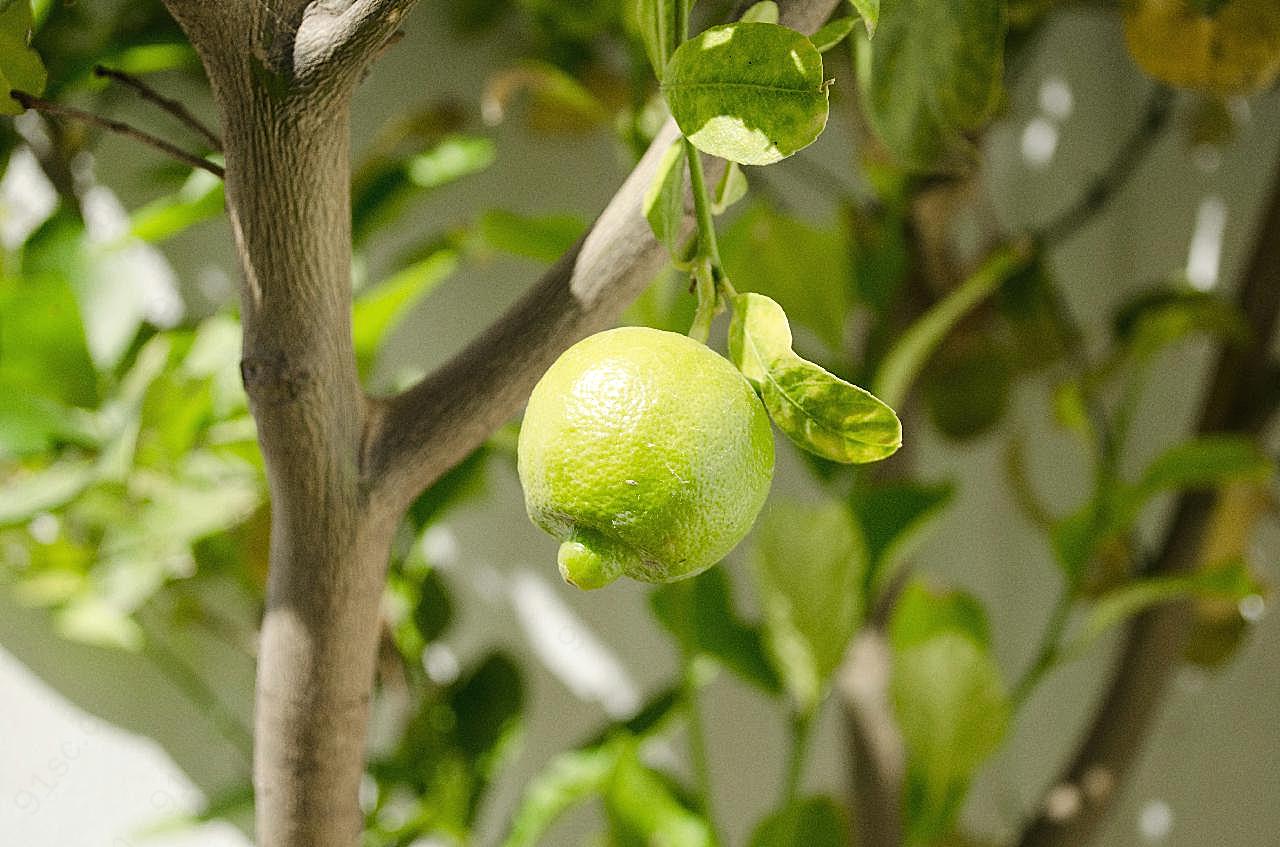 柠檬长在树上的图片水果