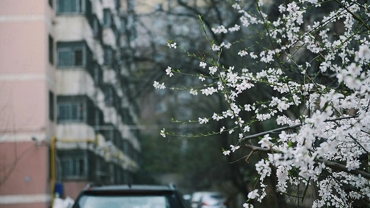 三月桃花盛开图片花卉