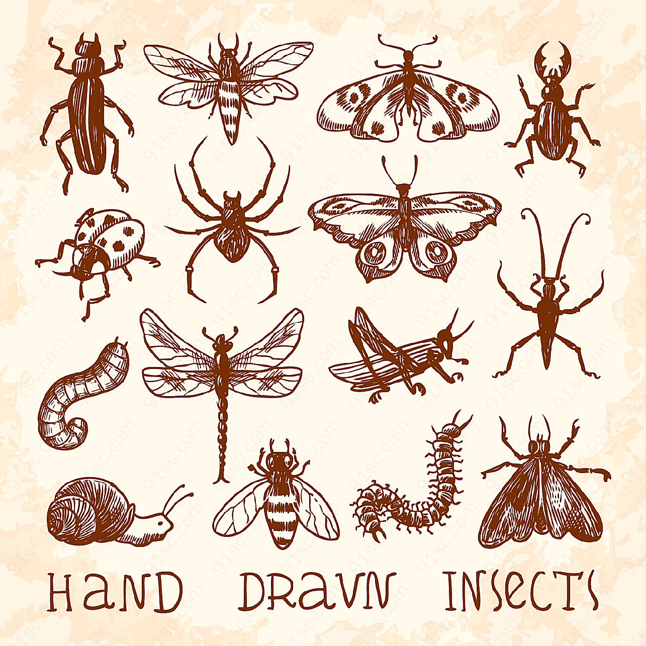 15款手绘昆虫矢量昆虫
