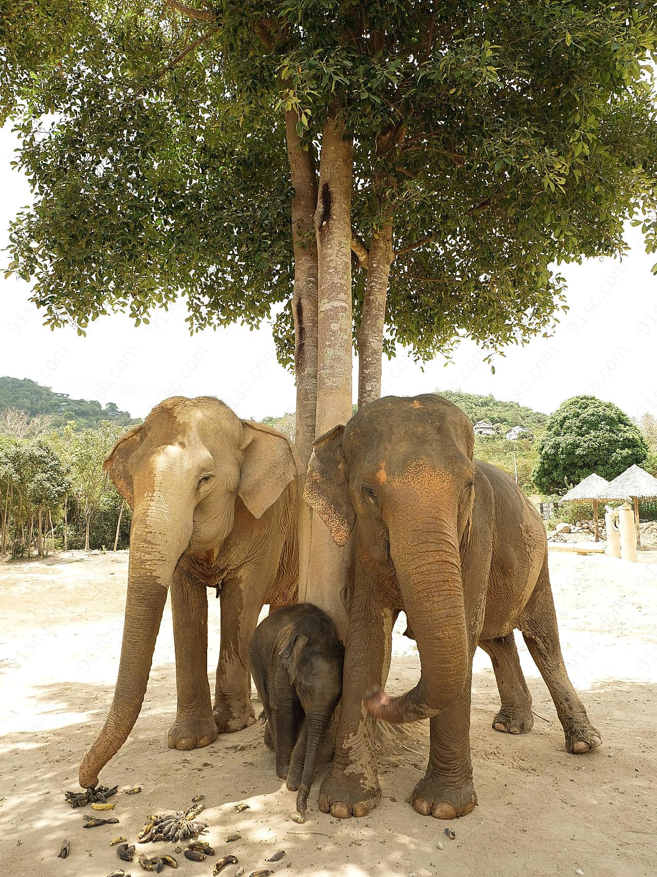 一家三口大象图片高清摄影
