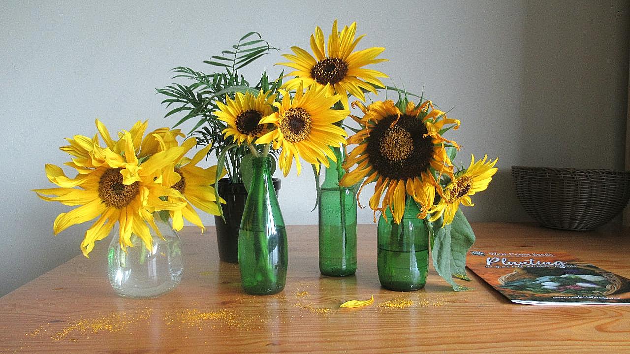 向日葵花瓶图片摄影高清