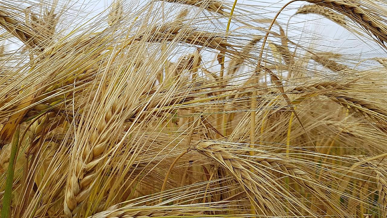 成熟小麦麦穗图片五谷杂粮