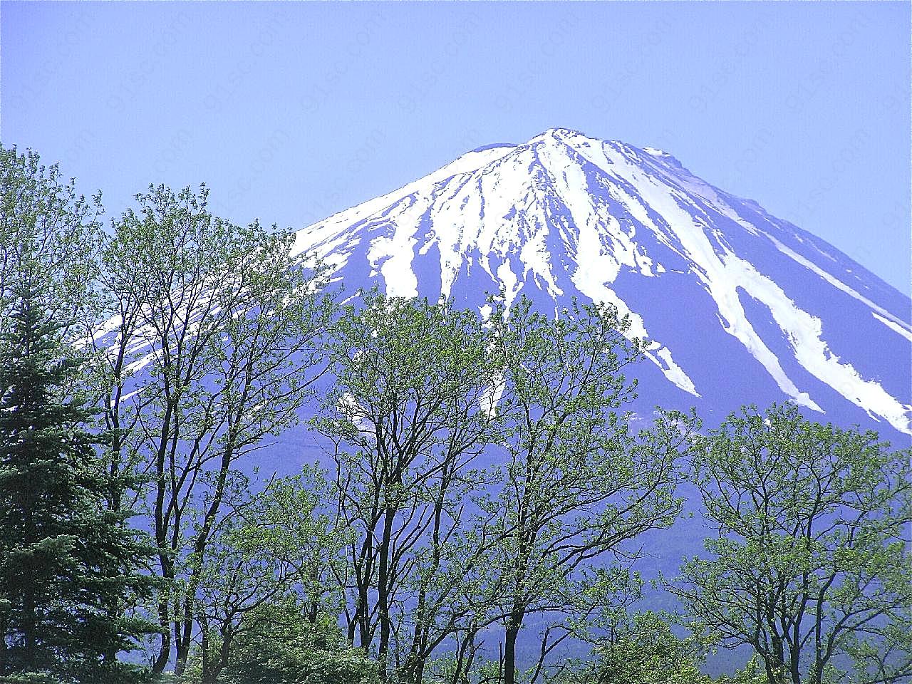 春天富士山图片向日葵