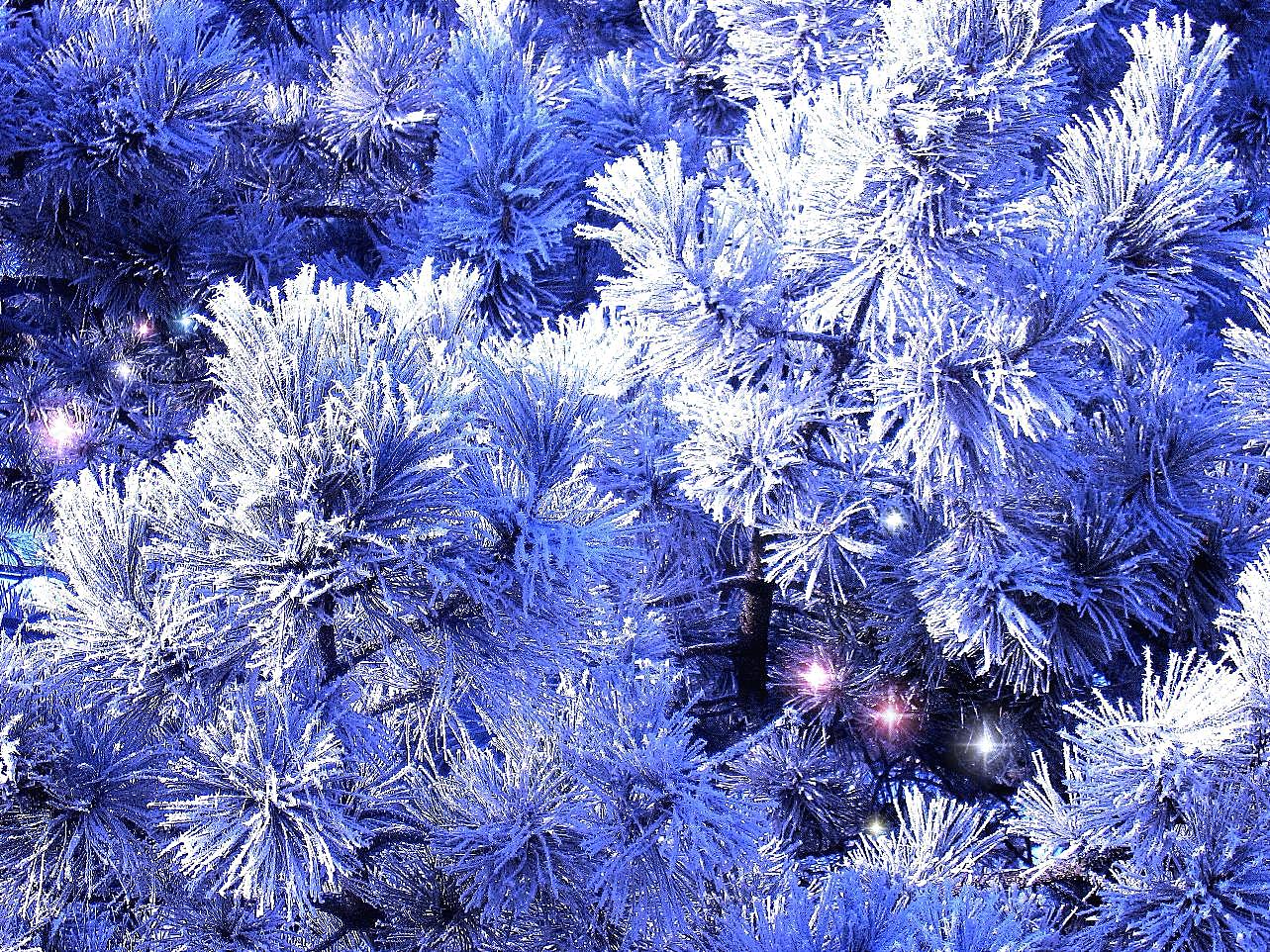 雪中的圣诞树图片自然风景