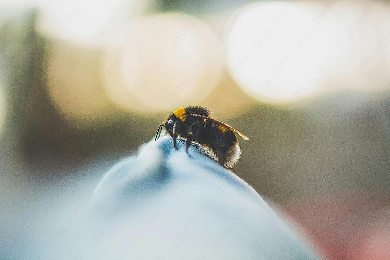 蜜蜂嗡嗡摄影图片生物