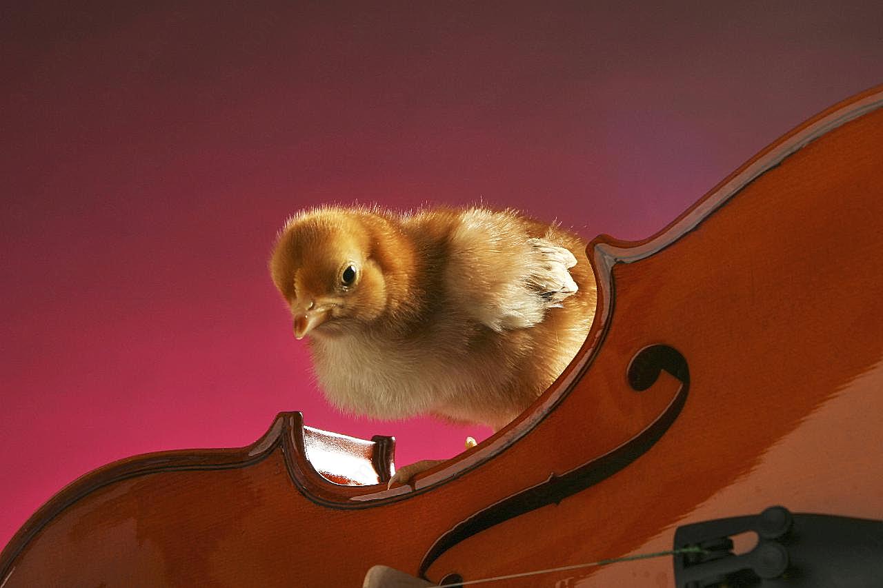 可爱小鸡素材图片下载动物图片