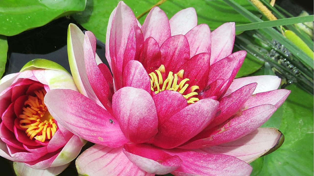 粉莲花特写图片高清摄影