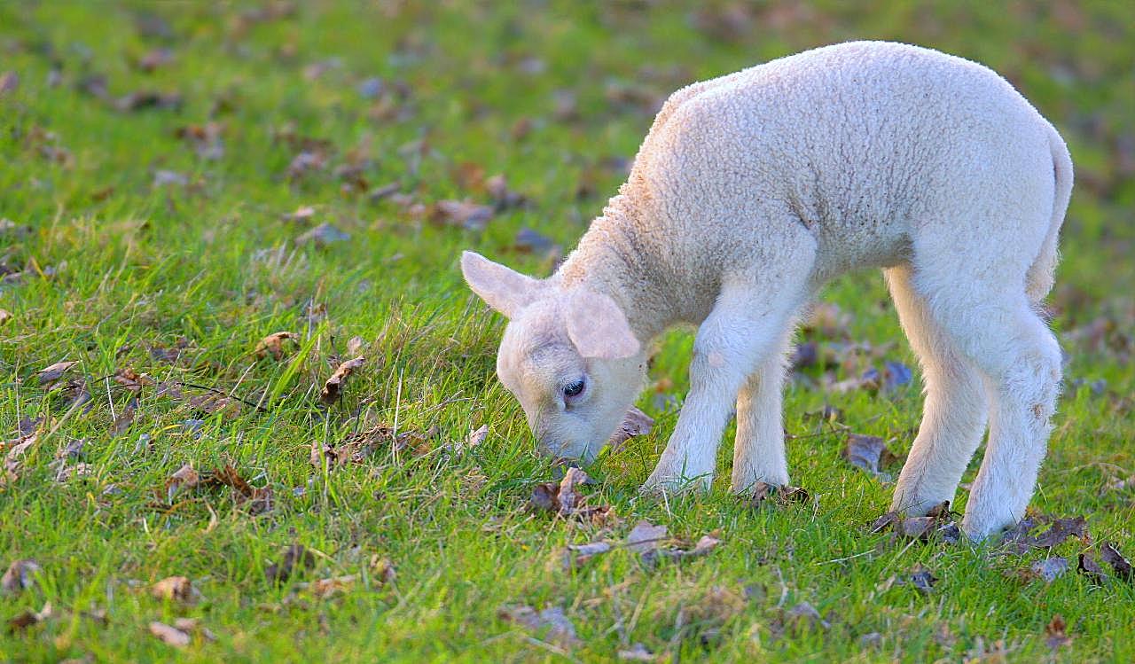 低头吃草的小绵羊图片动物图片