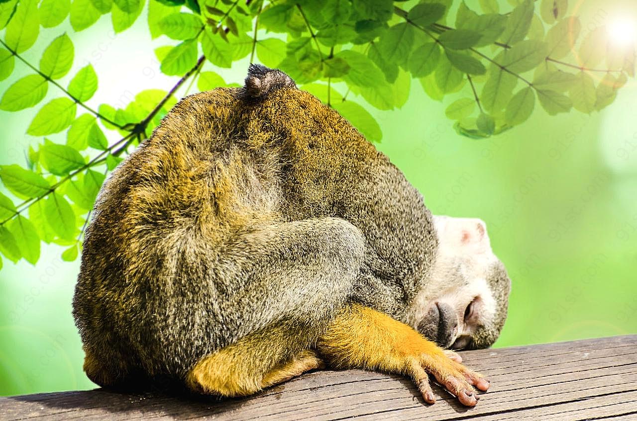 趴在树上睡觉的猴子图片摄影高清