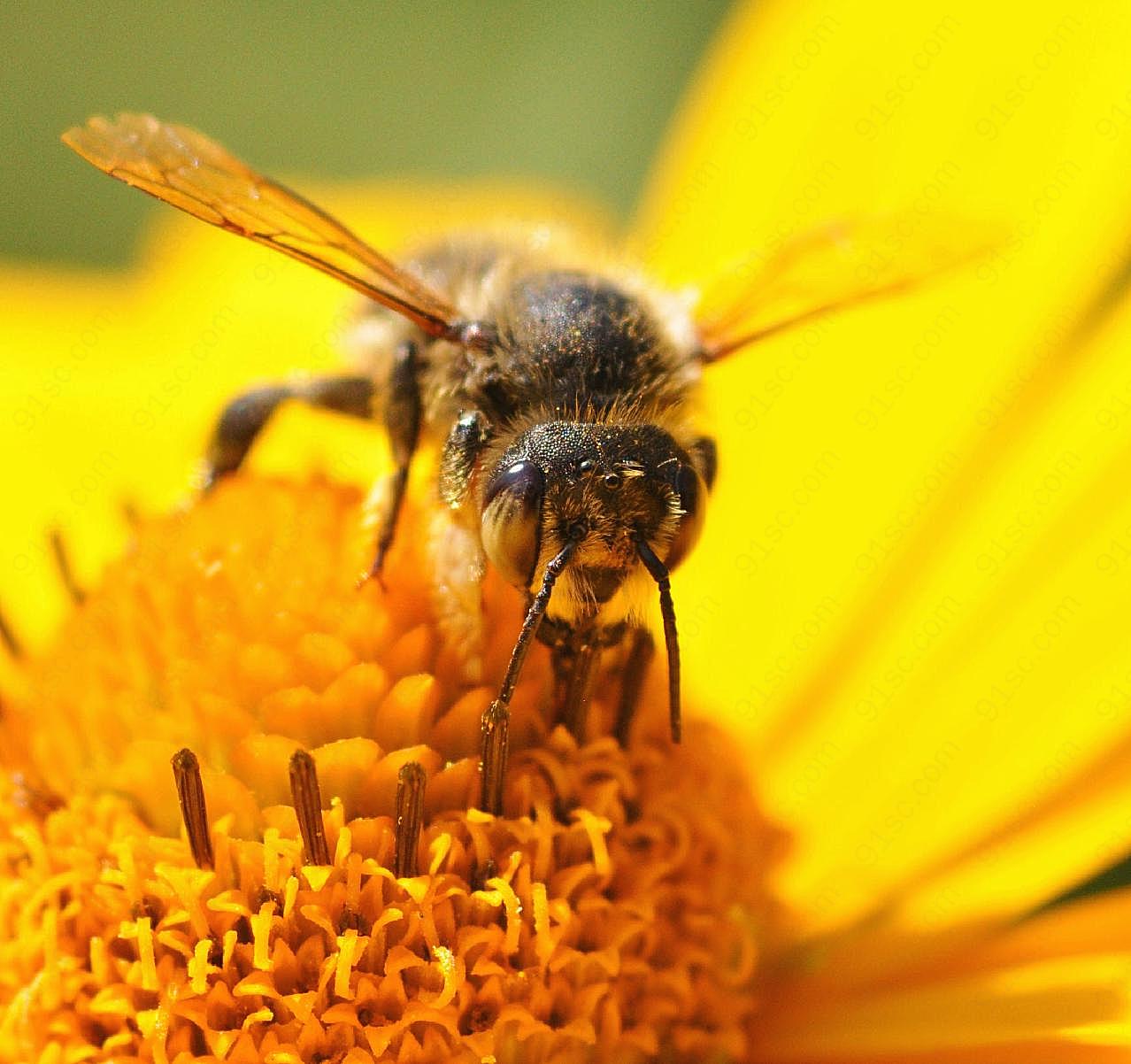 蜜蜂采蜜图片昆虫
