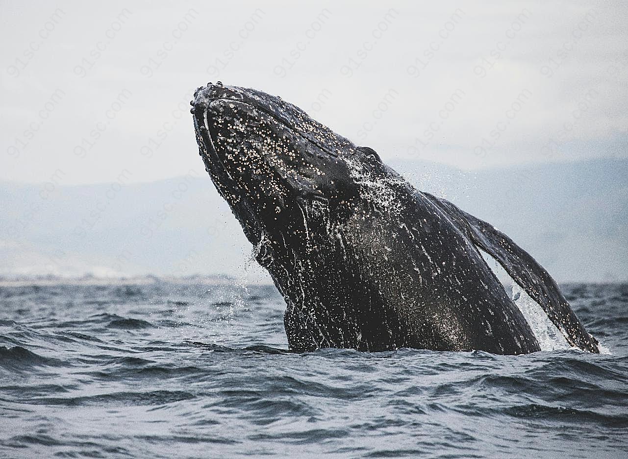 跃出水面的鲸图片海洋生物