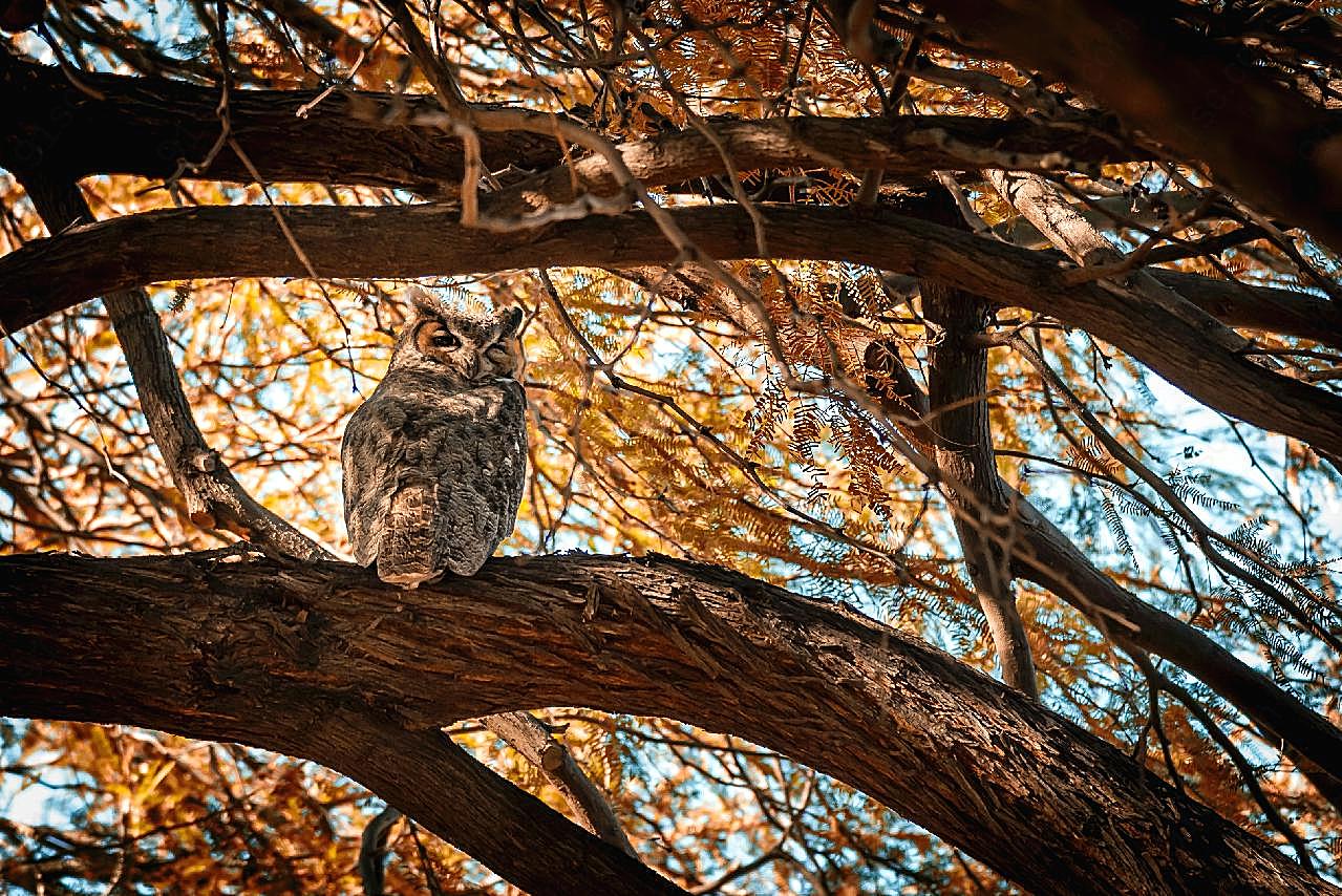 猫头鹰站在树上图片高清摄影