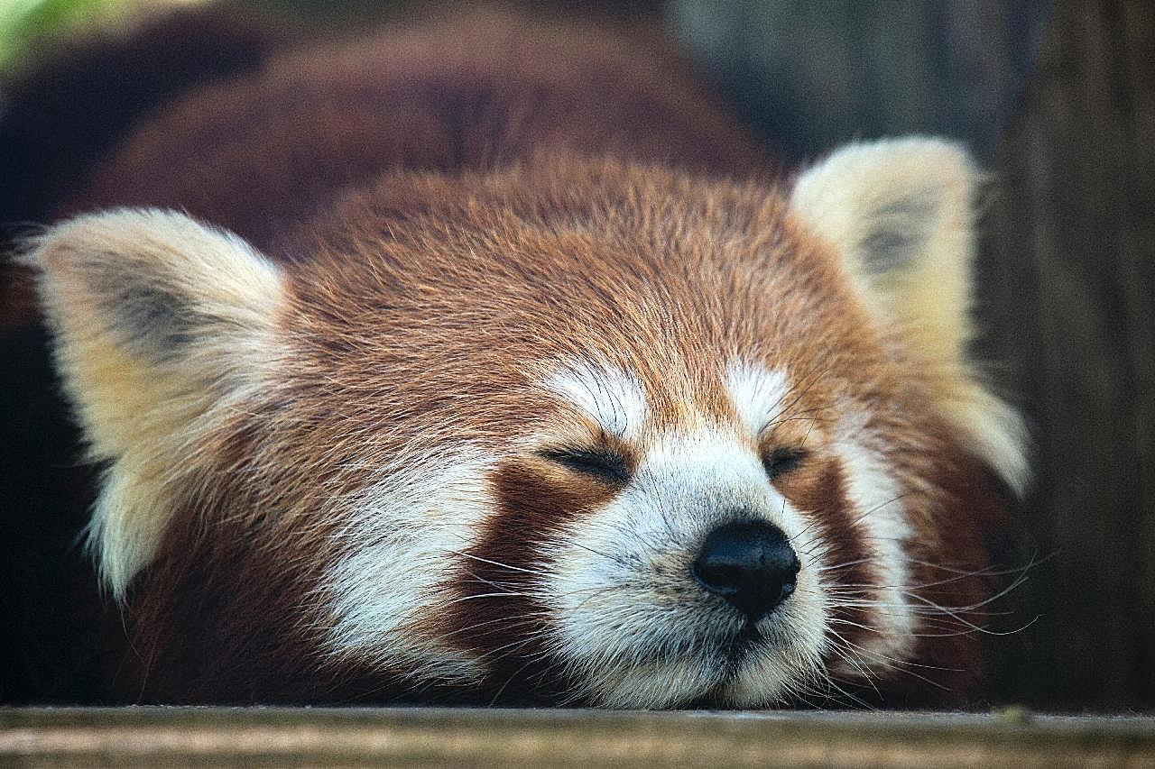 可爱小浣熊睡觉图片高清