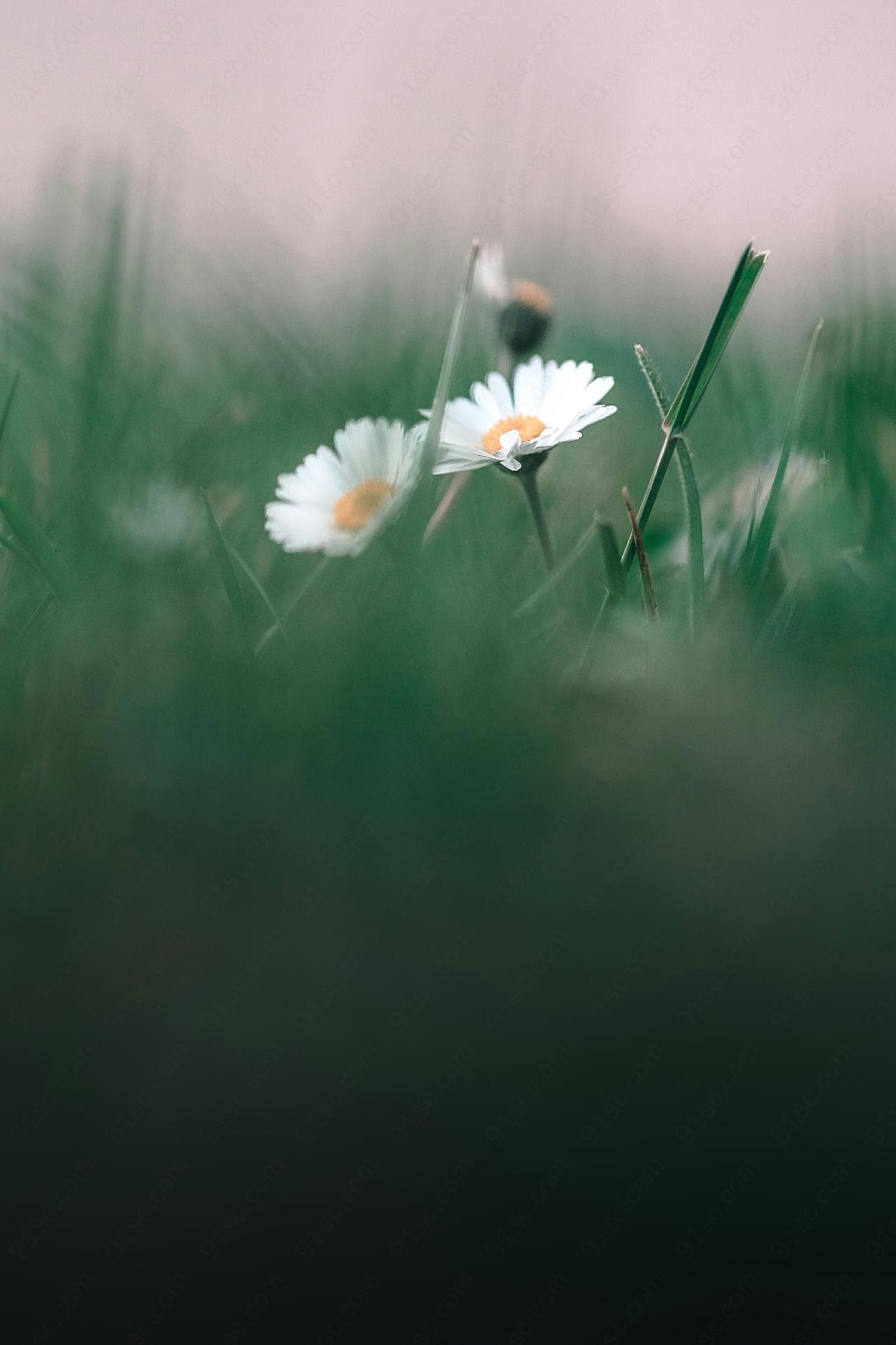 小雏菊花朵图片非主流