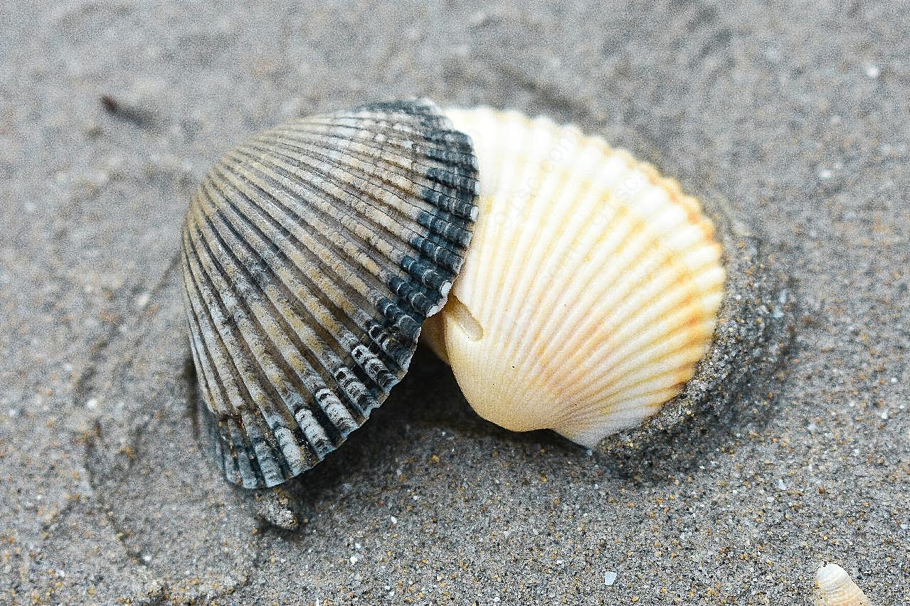 海滩漂亮贝壳图片海洋生物