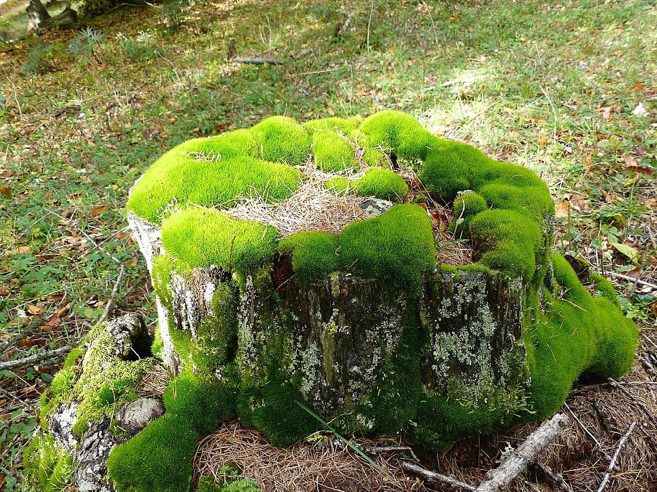 苔藓植物图片摄影