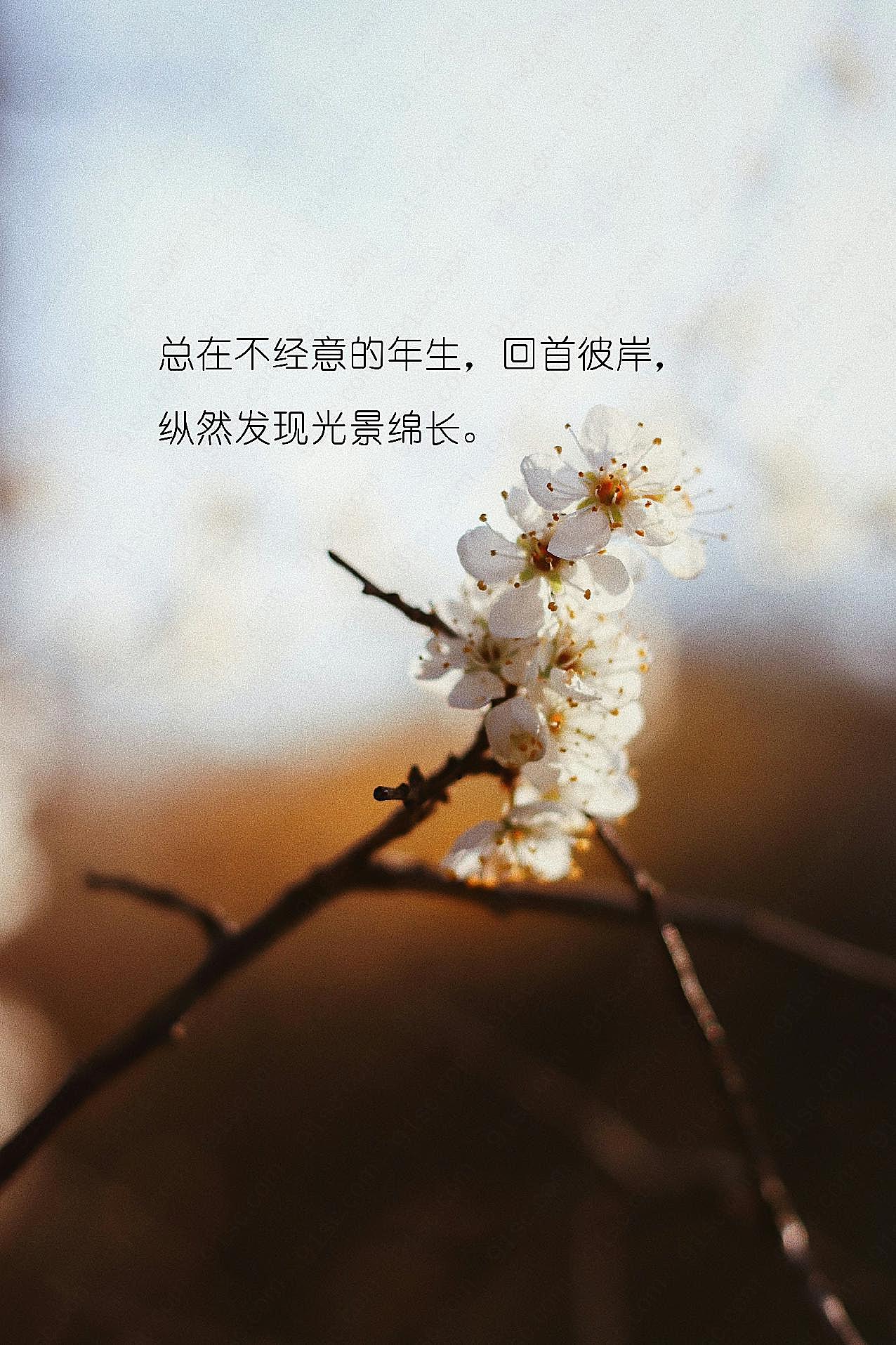 非主流鲜花唯美带字图片摄影