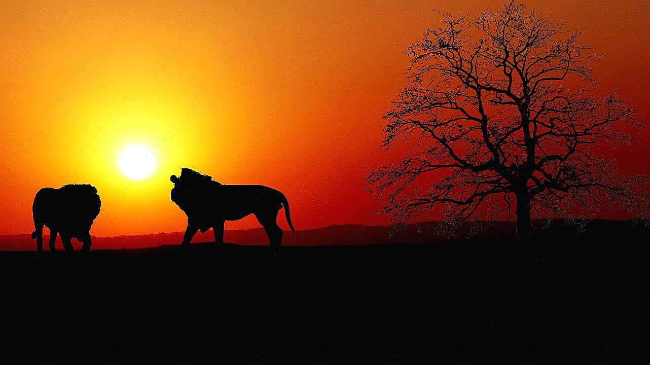 日落狮子树木剪影图片摄影风景