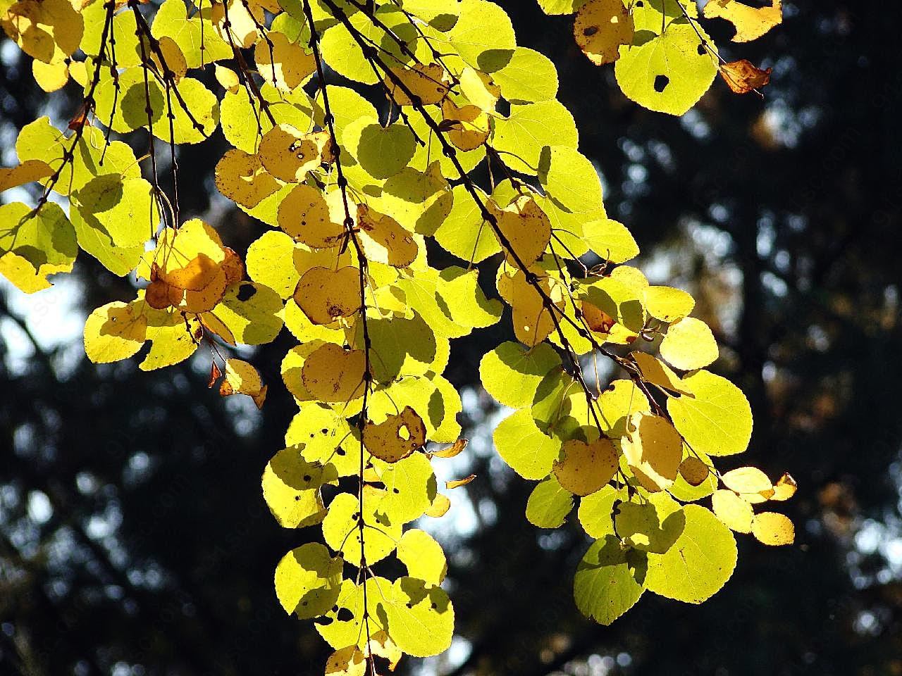 秋天黄图片树叶