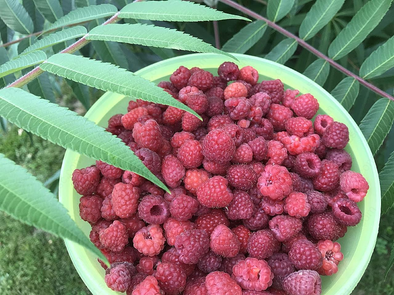 一盆野草莓图片水果