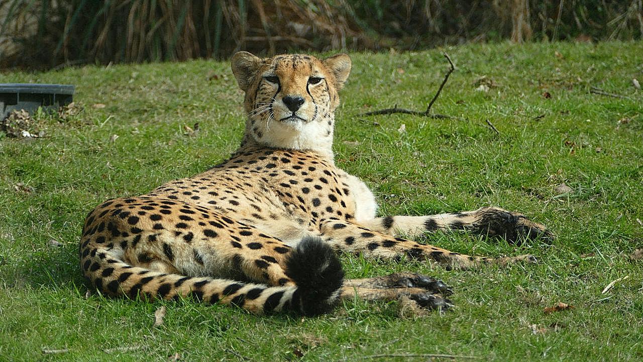 可爱野生猎豹图片动物图片