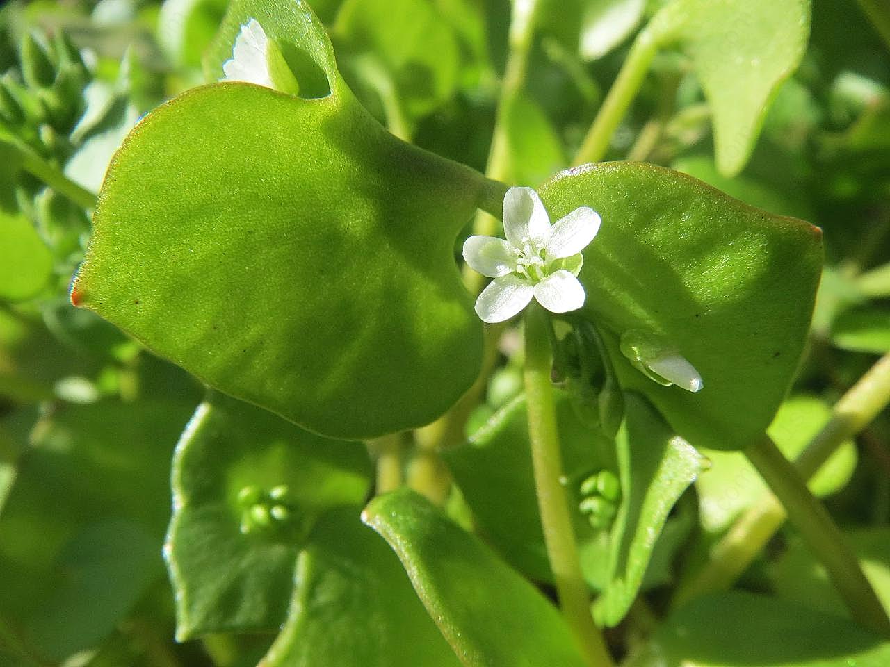 野菜马齿苋图片高清摄影