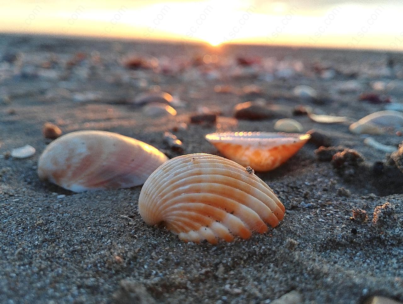 海边沙滩贝壳图片民族工艺品
