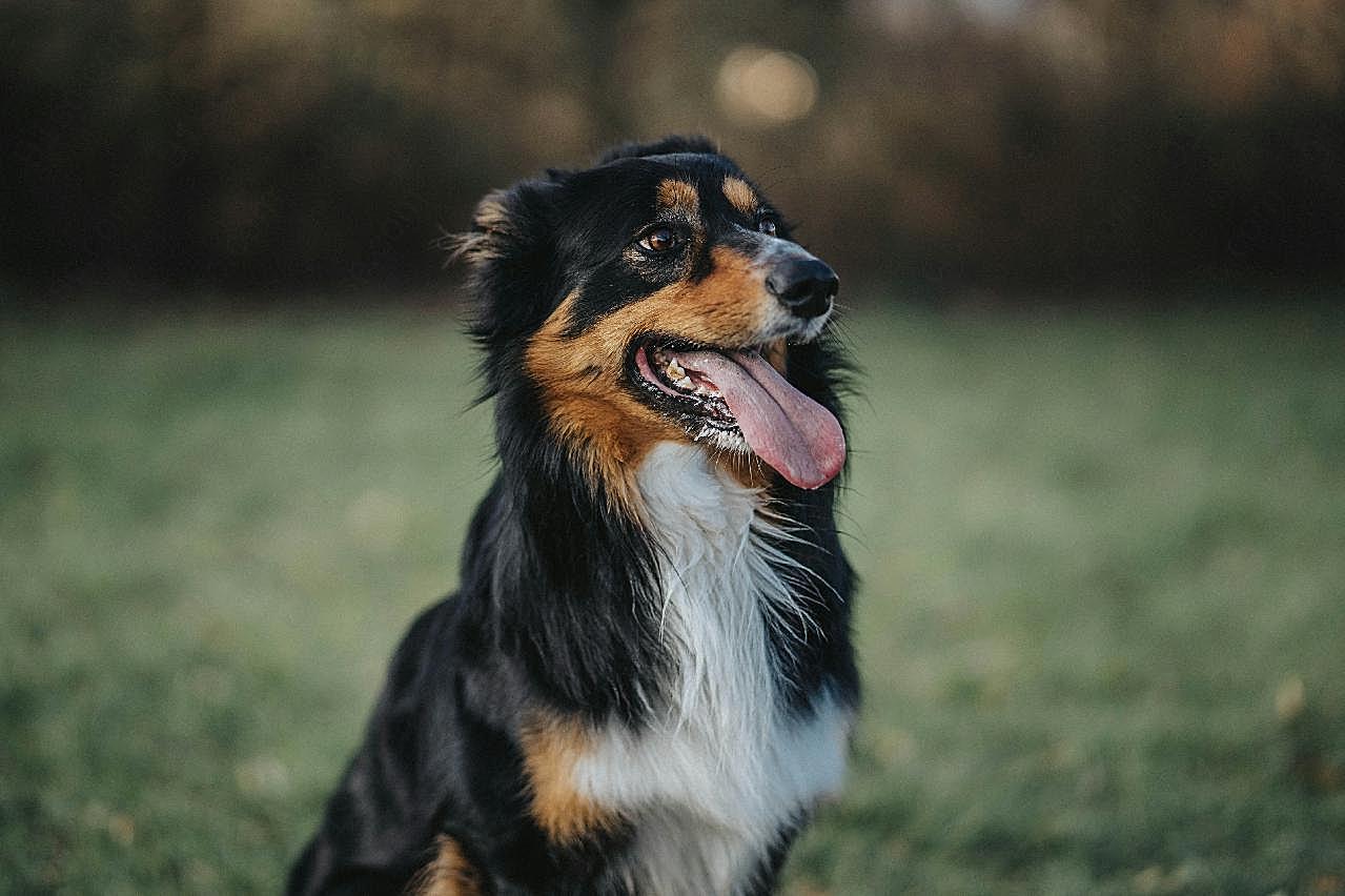 纯种澳牧犬图片狗