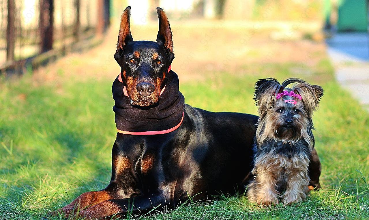 宠物犬户外写真摄影高清