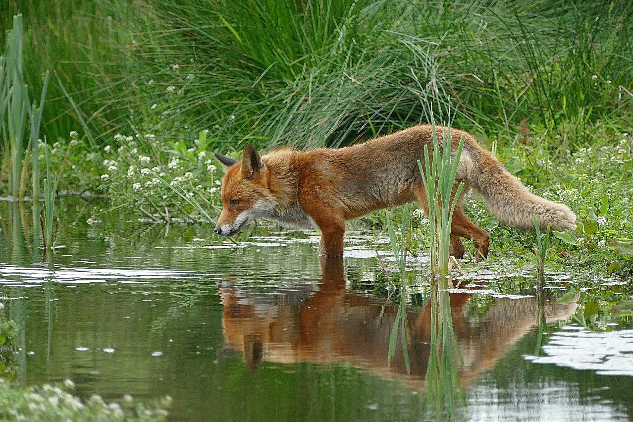 郊野狐狸图片动物图片