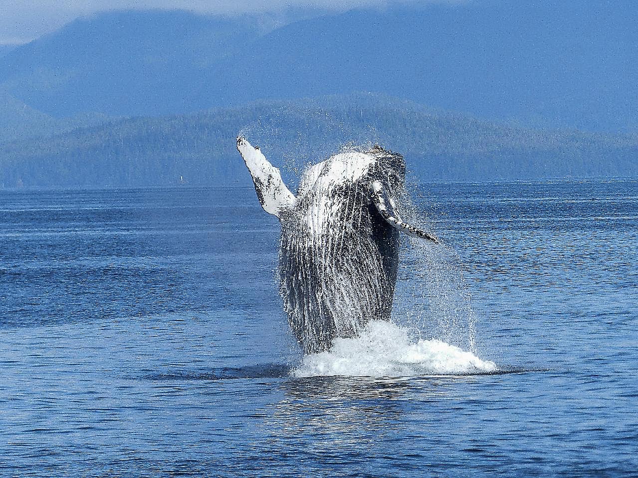 座头鲸的图片摄影高清