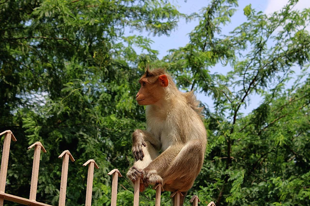 栏杆上的猴子图片动物图片