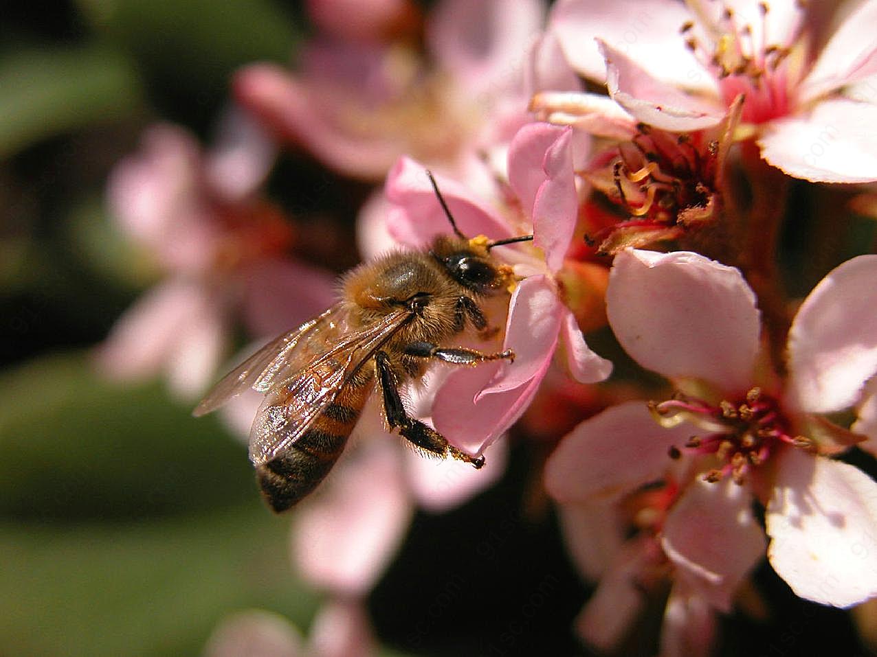 高清蜜蜂鲜花图片下载生物