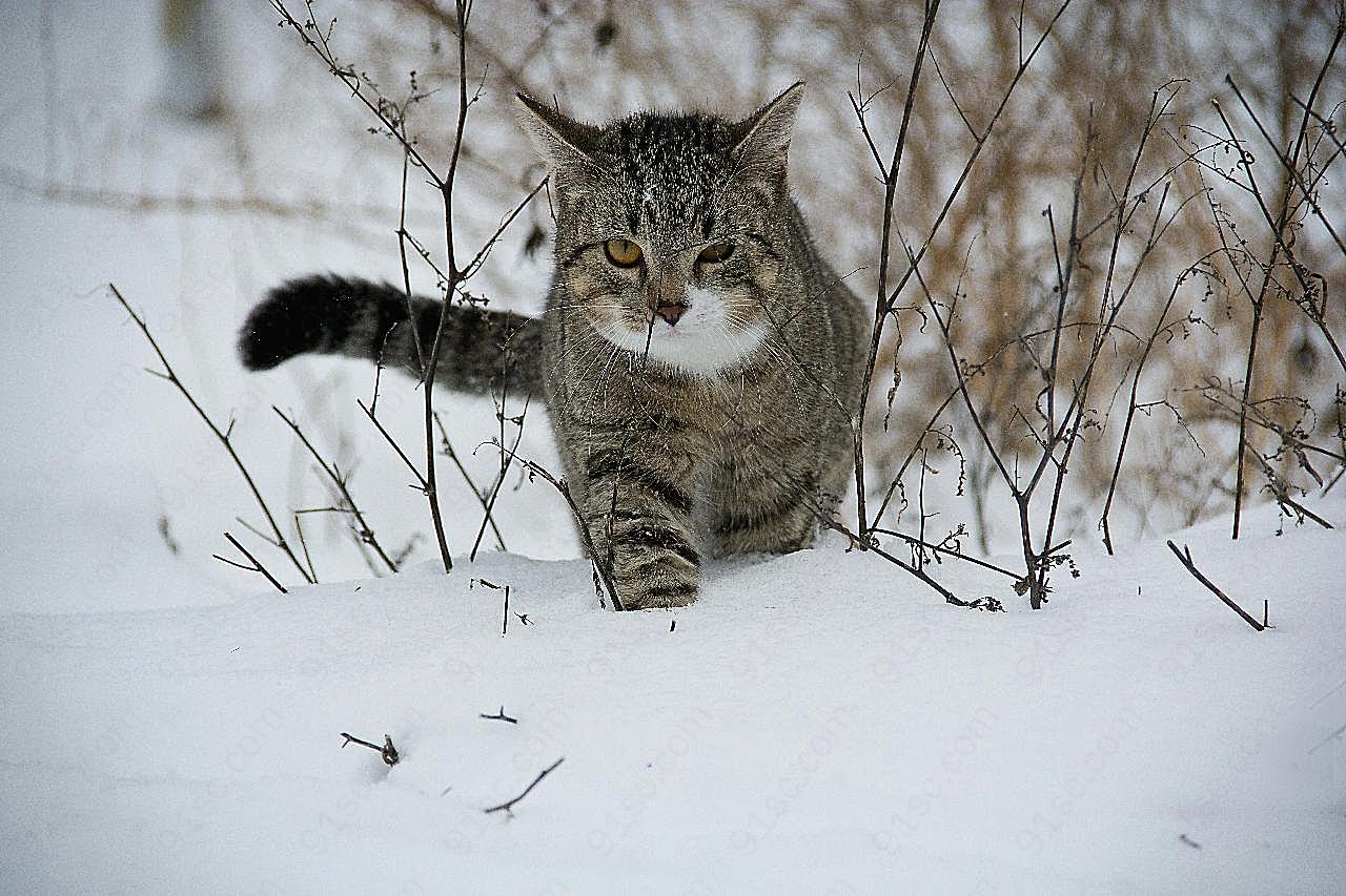 雪地咪图片摄影