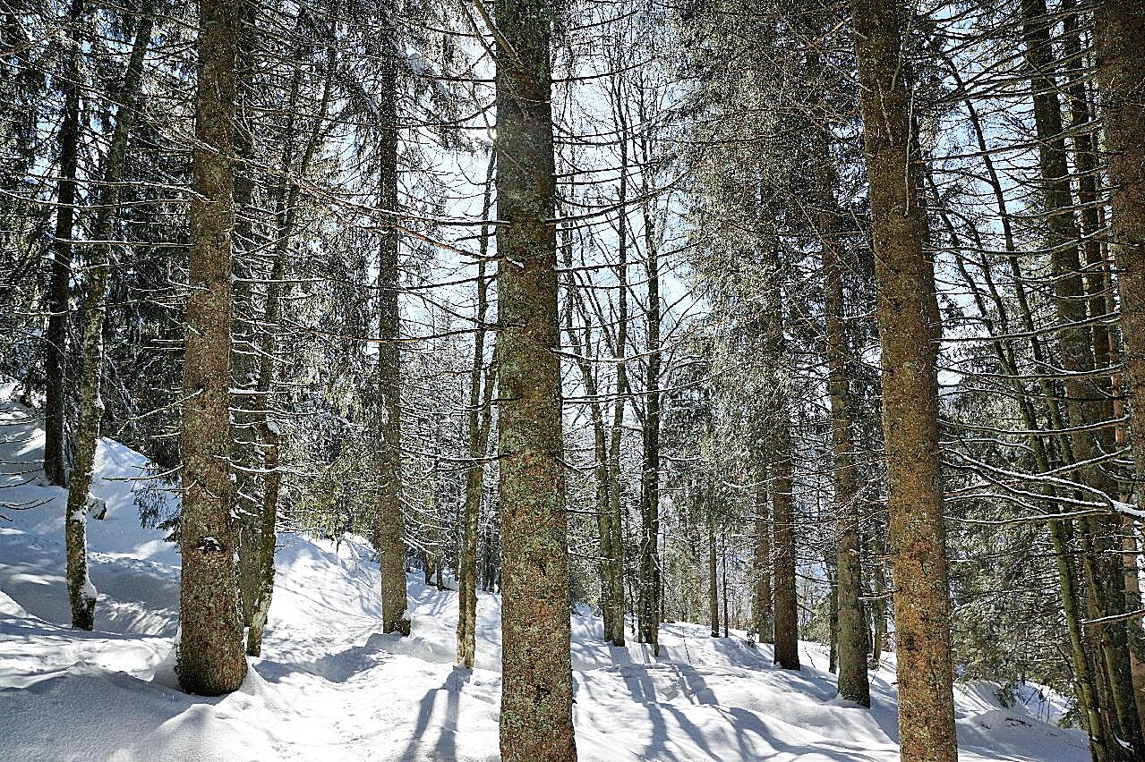 森林树木积雪图片雪景