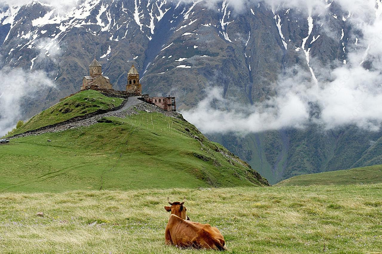 高原上的牛图片下载动物图片