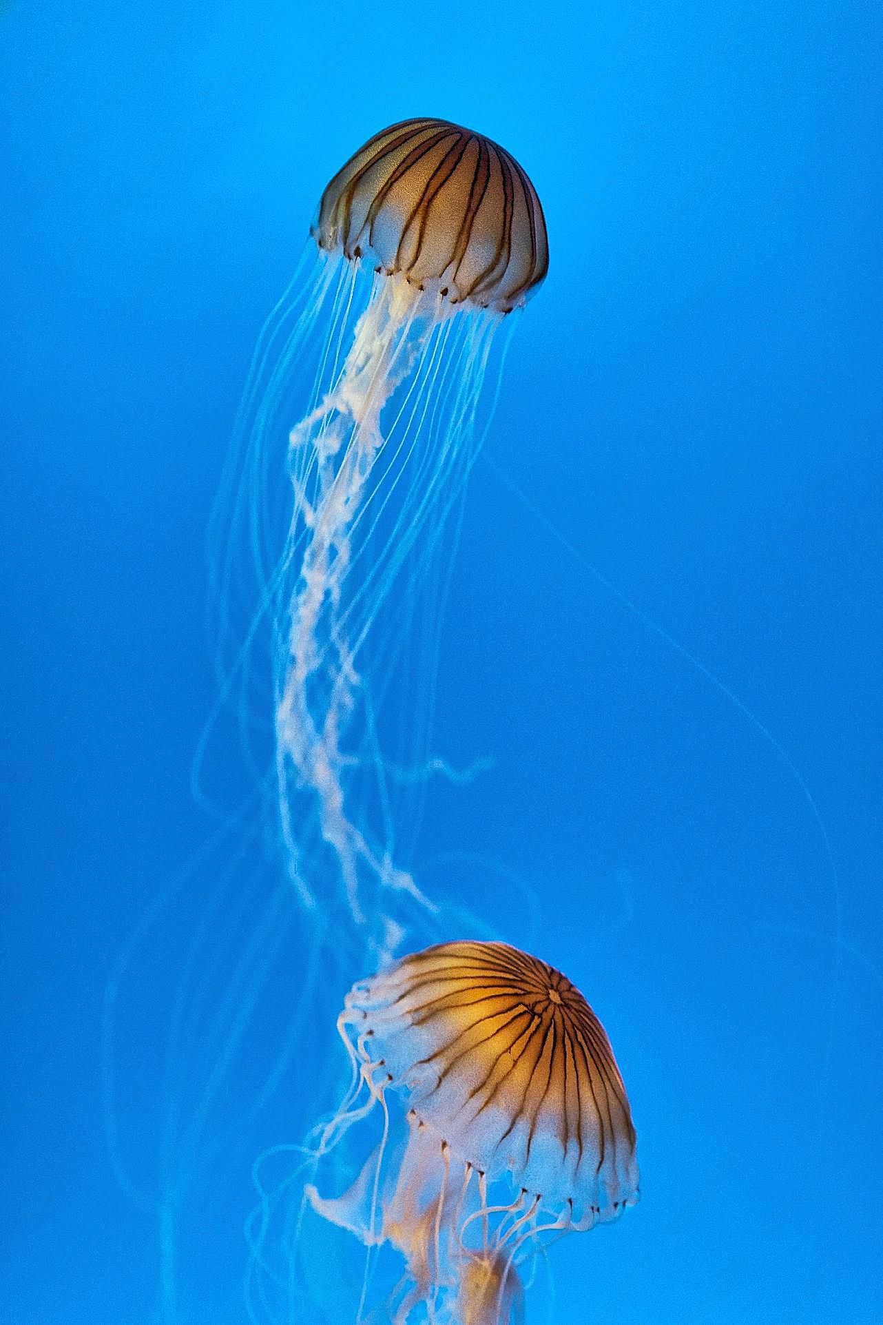 唯美高清水母图片海洋生物