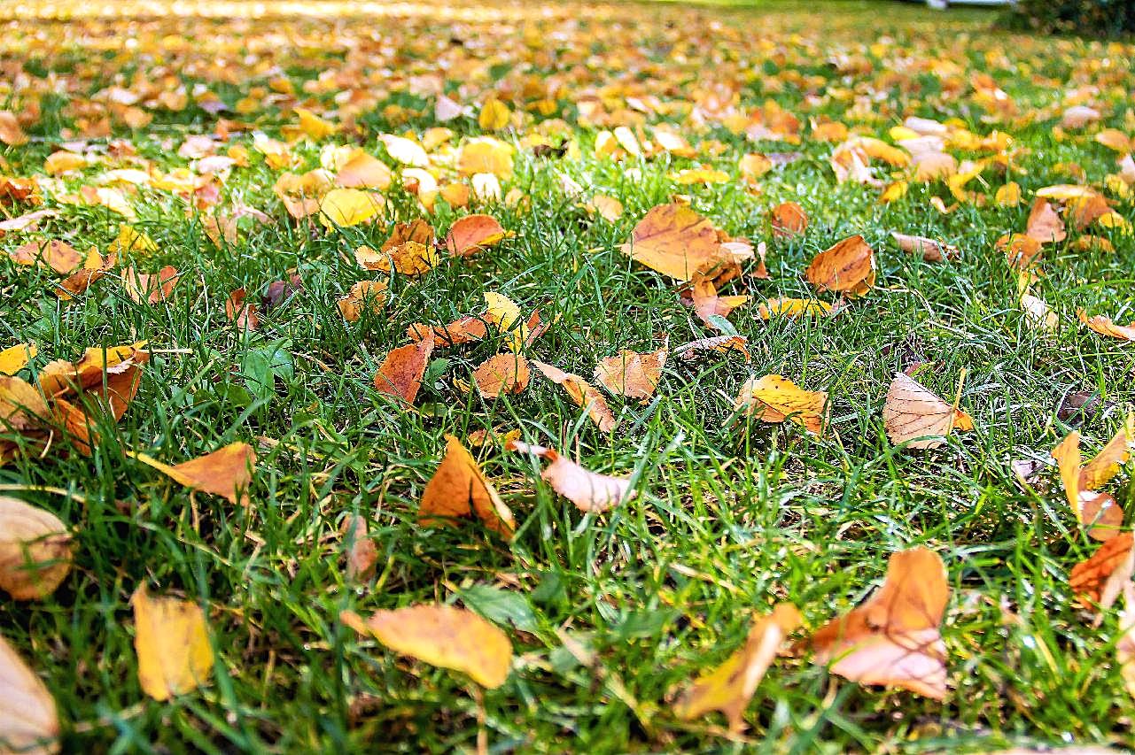 秋天落叶伤感图片高清摄影