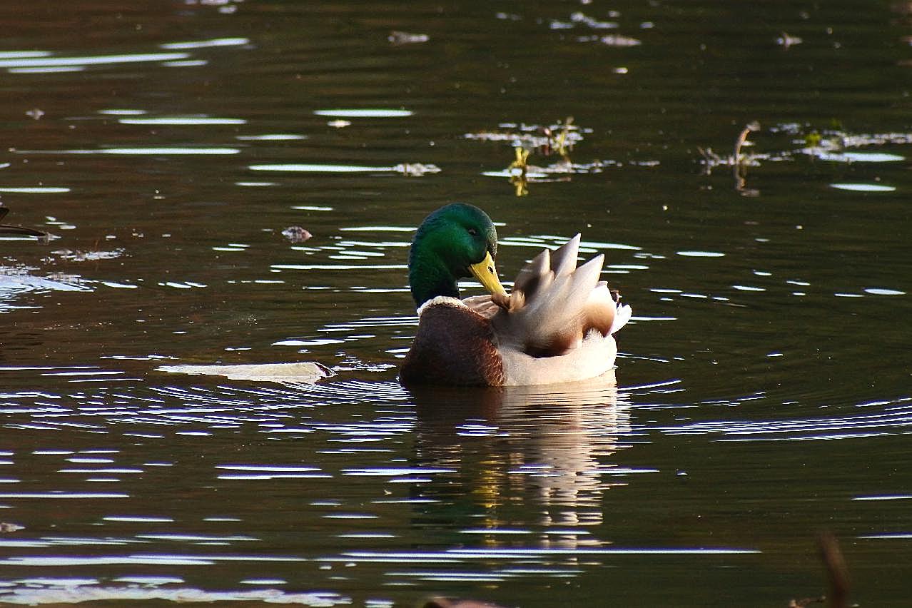 池塘绿头鸭戏水图片高清摄影